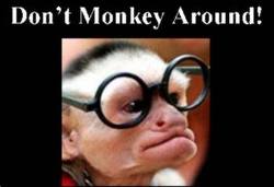 Kidology's Don't Monkey Around - PowerPoint Game