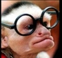 Kidology's Don't Monkey Around - PowerPoint Game