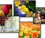 Worship Photos <i>Mother's Day Mini-Collection</i> (Download Version)