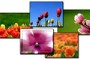 Worship Photos <i>Sensational Spring Mini-Collection</i> (Download Version)